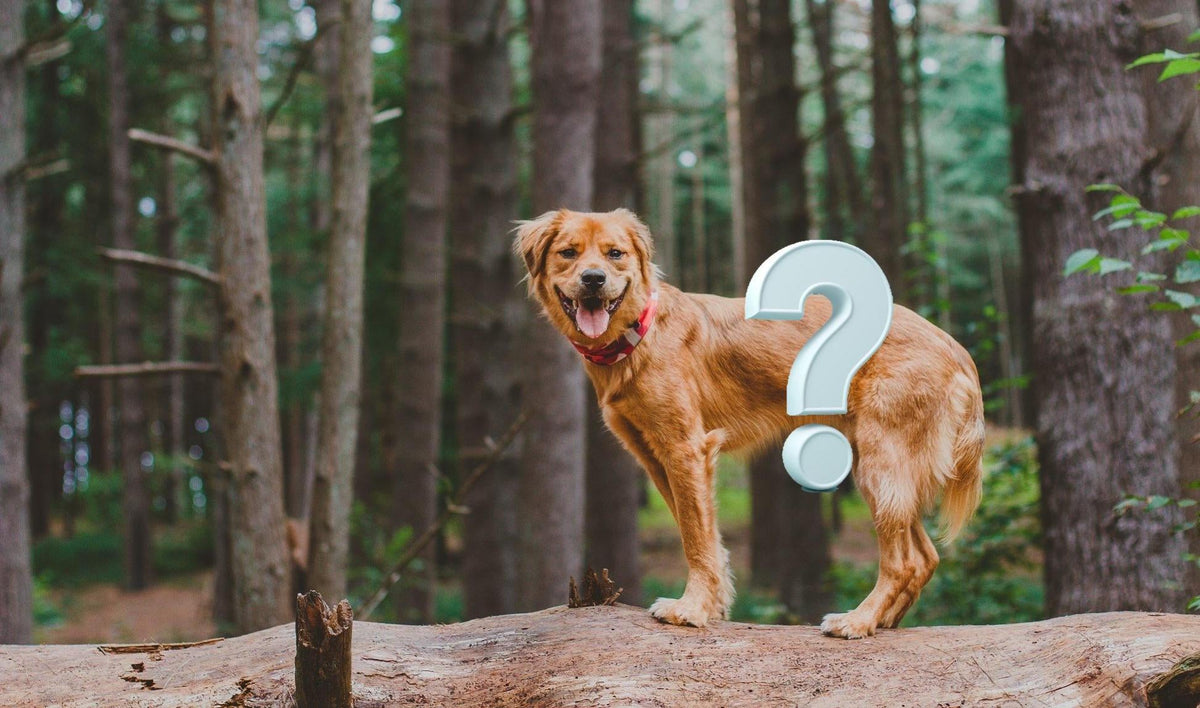 Side view of a dog with a question mark on its waist