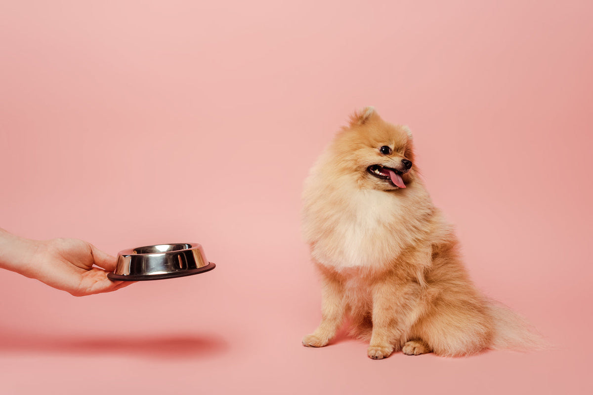 dog ignoring a bowl of food