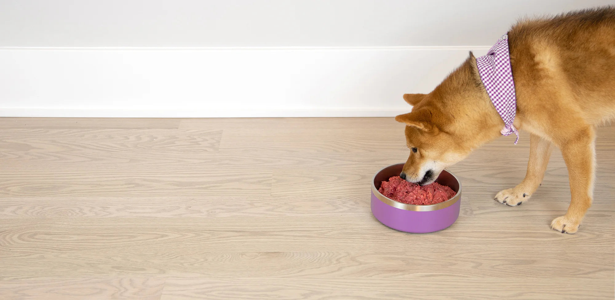 A dog eating Viva from its food bowl