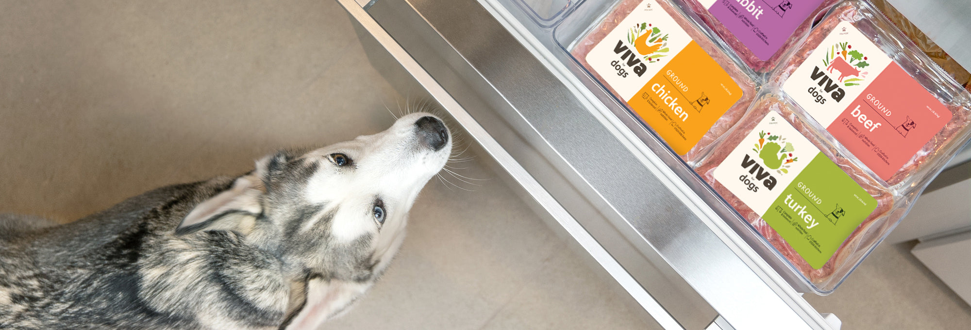 Photo of a husky gazing at a counter with Viva packs on top
