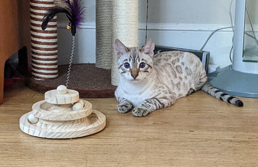 An image of a cat sitting next to its interactive cat toy