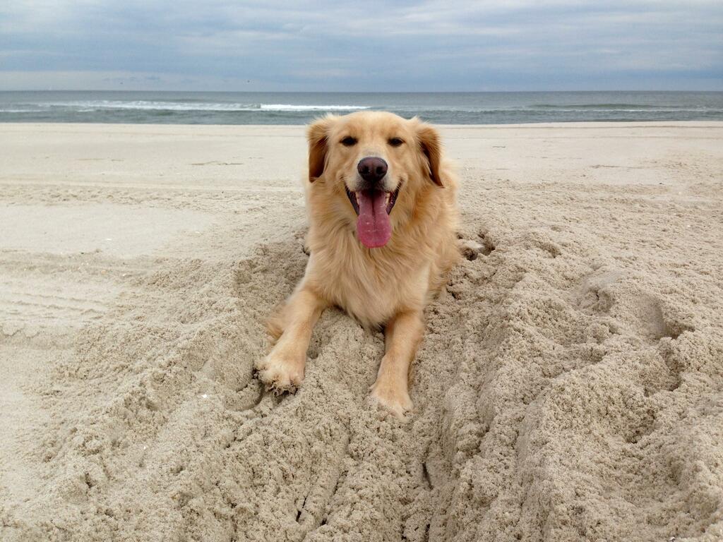 A golden retriever sitting on beach sand