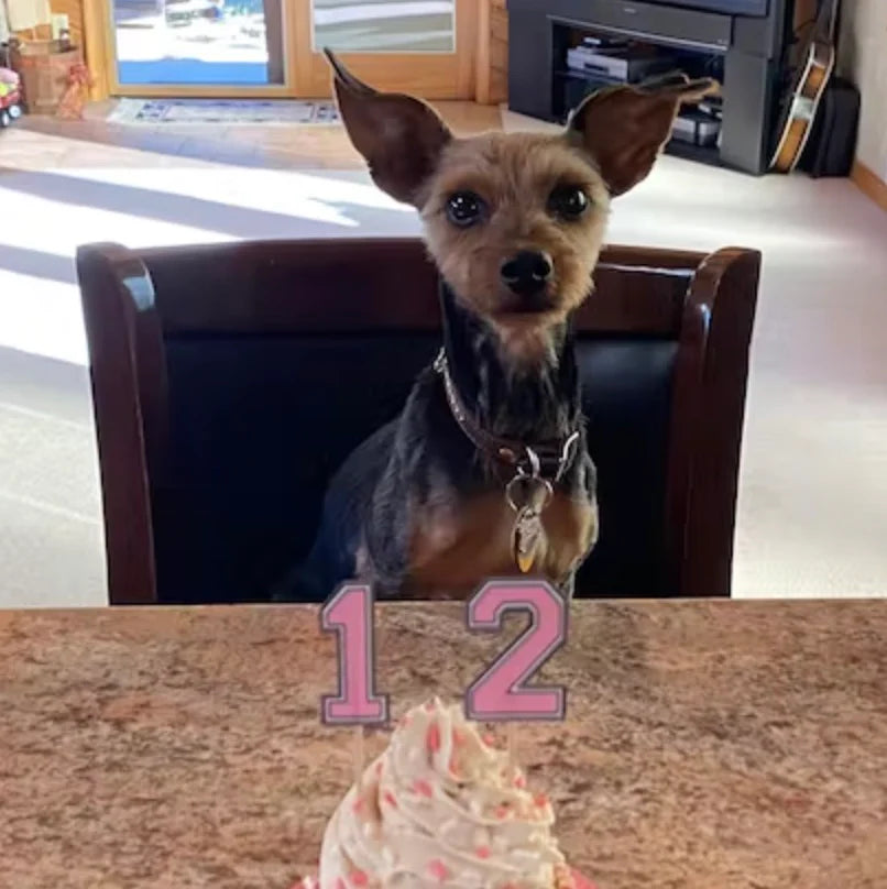 A dog with a pupcake in front