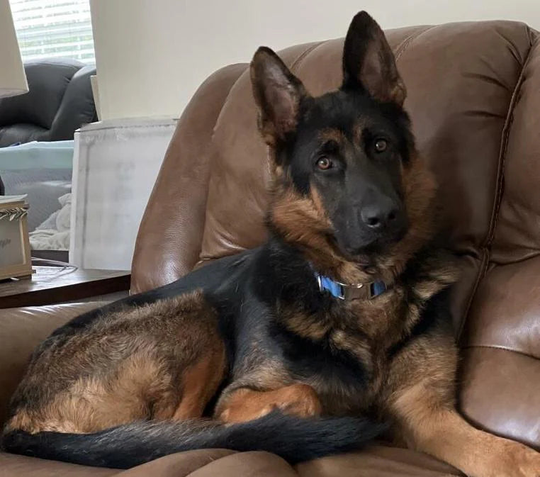 A German Shepherd on a brown leather couch