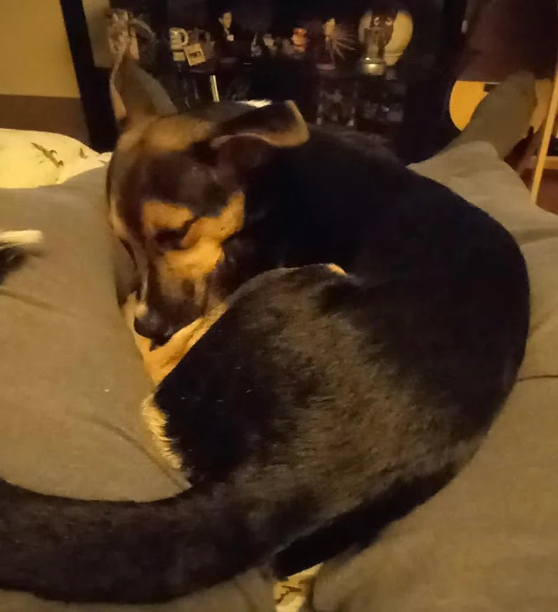 Photo of a dog peacefully curled up and sleeping on a couch