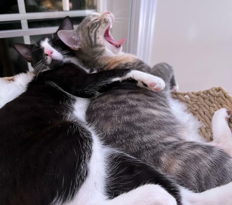 Two cats cuddling together