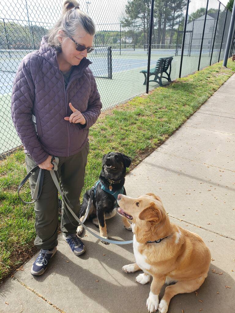 Two dogs on a park walk with their owner