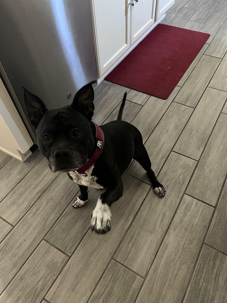 A photo of a black puppy
