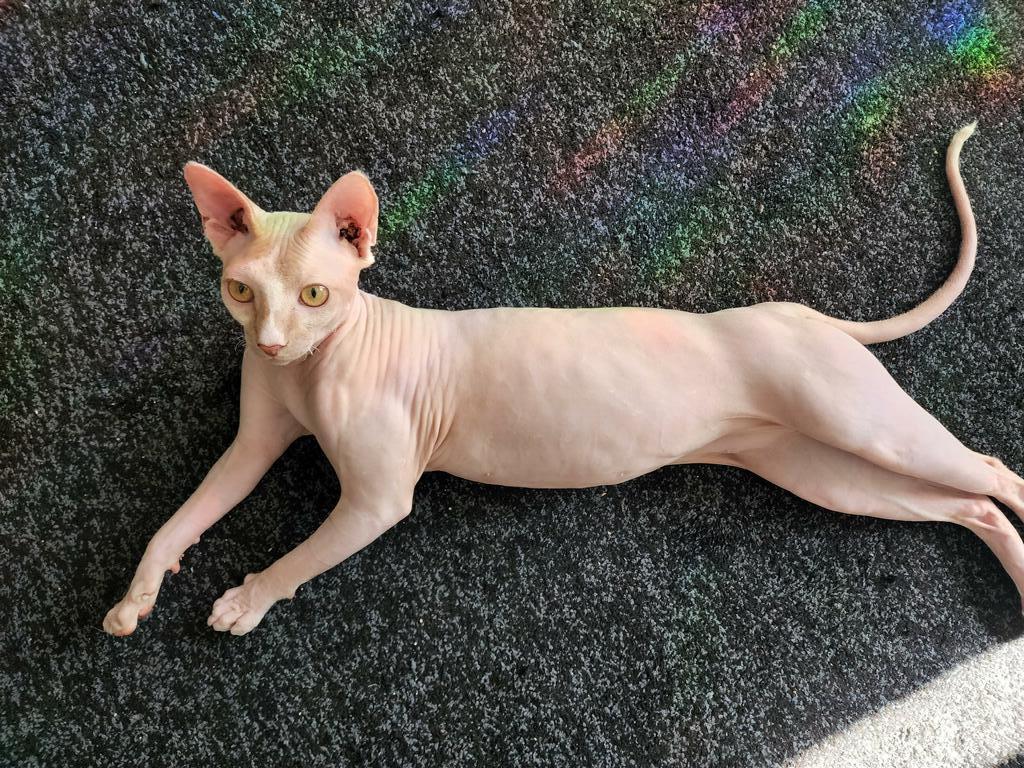 A sphynx laying on the floor