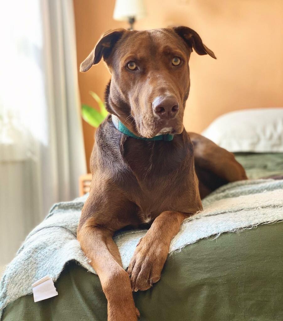 An image of a brown dog lounging on top of a bed