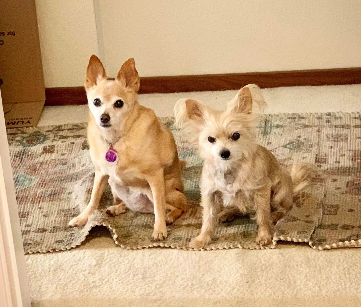Two small dogs, a tan chihuahua and a light-colored terrier