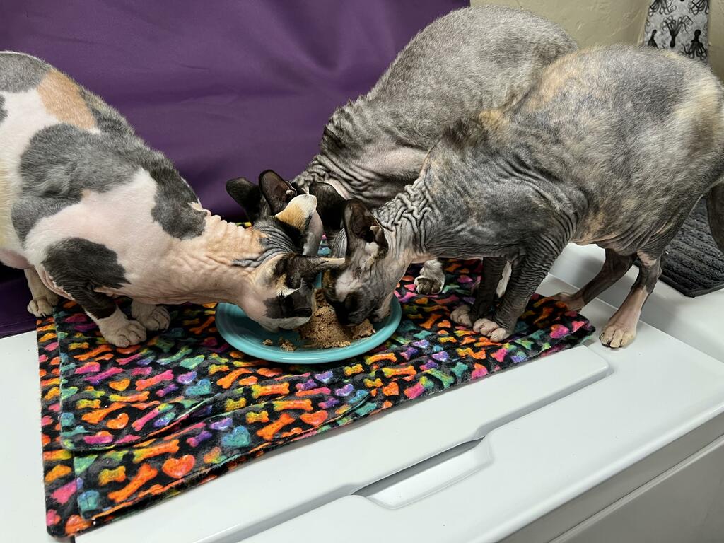 Three cats sharing a meal of Viva Pure Chicken