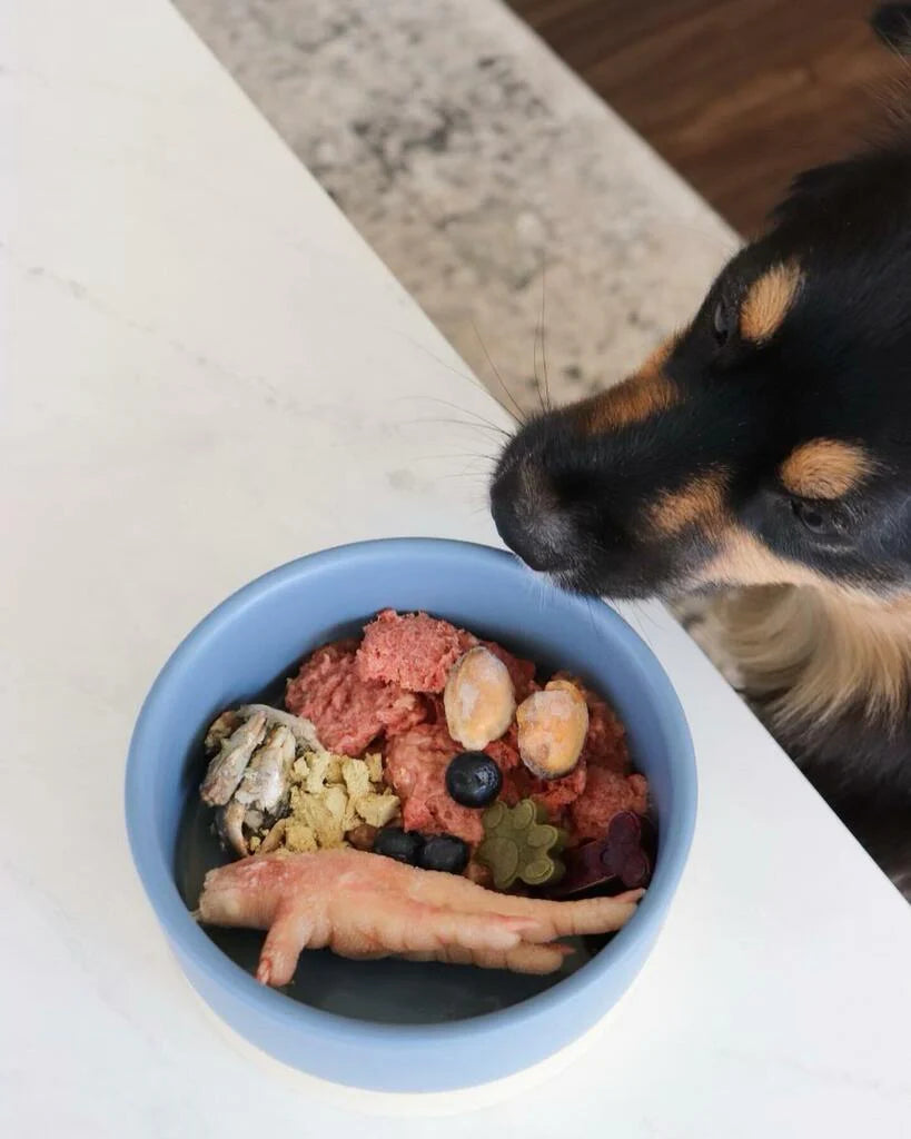 A dog sniffing on raw food on a pet bowl