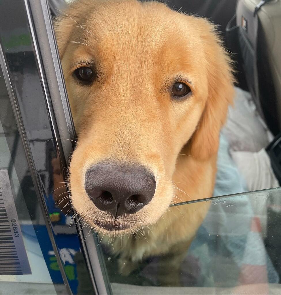 A close-up photo of a golden retriever pup