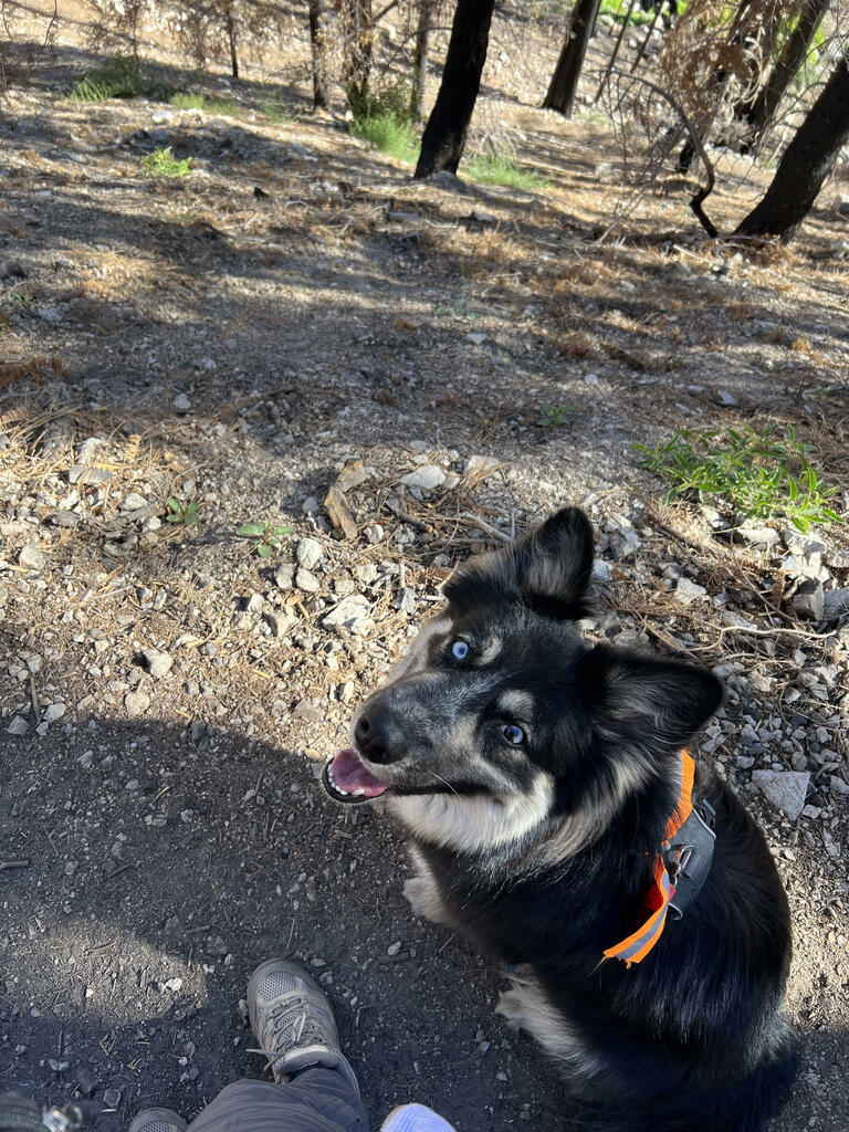 A dog looking up to its owner on a walk