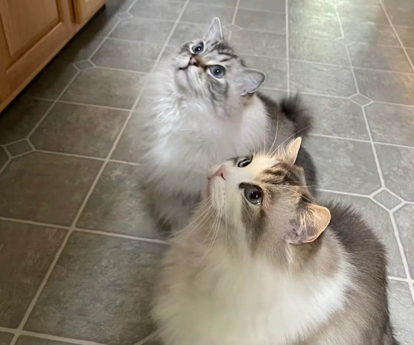 Two cats gazing upwards, waiting for their food to be served