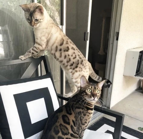 Two spotted Bengal cats: one standing on a chair with a playful stance, the other sitting calmly with an inquisitive expression