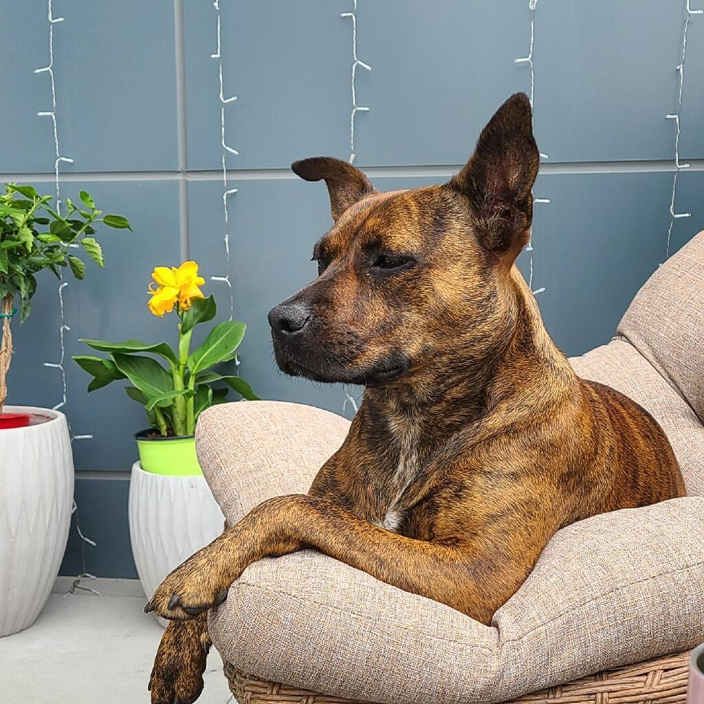 A photo of a relaxed brindle dog
