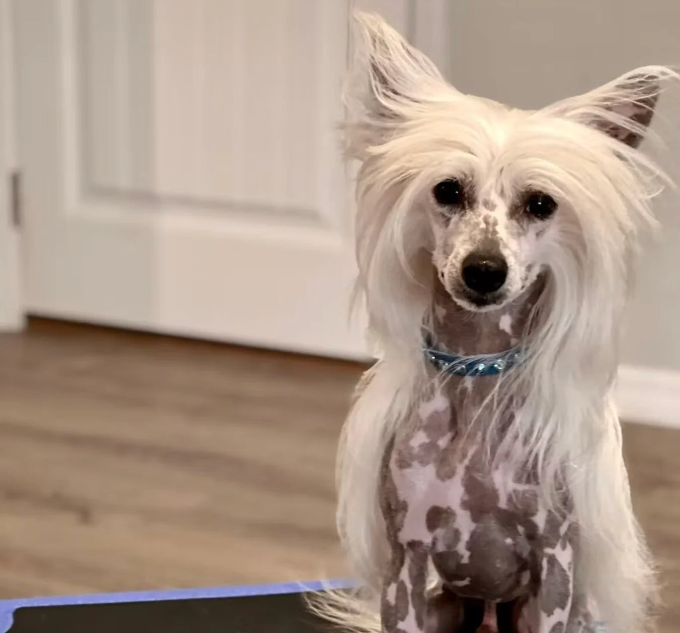 A photo of a dog with white fur