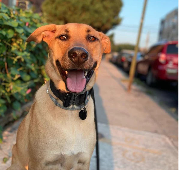 A tan dog with a black collar looking at the camera with its mouth open
