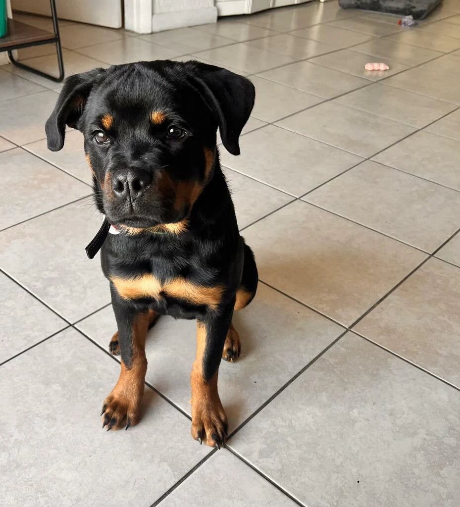 A photo of a black puppy