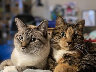 Two cats are lying side by side, looking directly at the camera