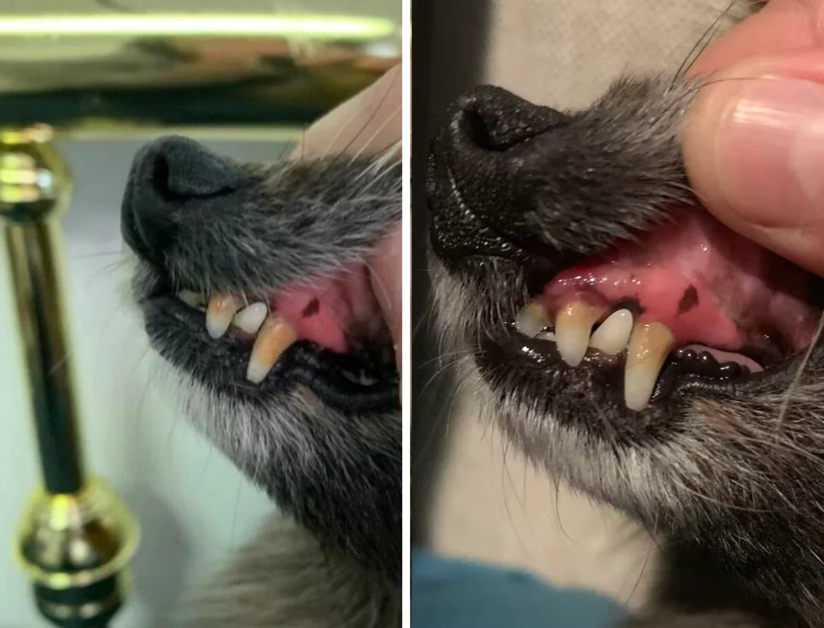 Close-up of a dog’s mouth, showing its teeth and gums