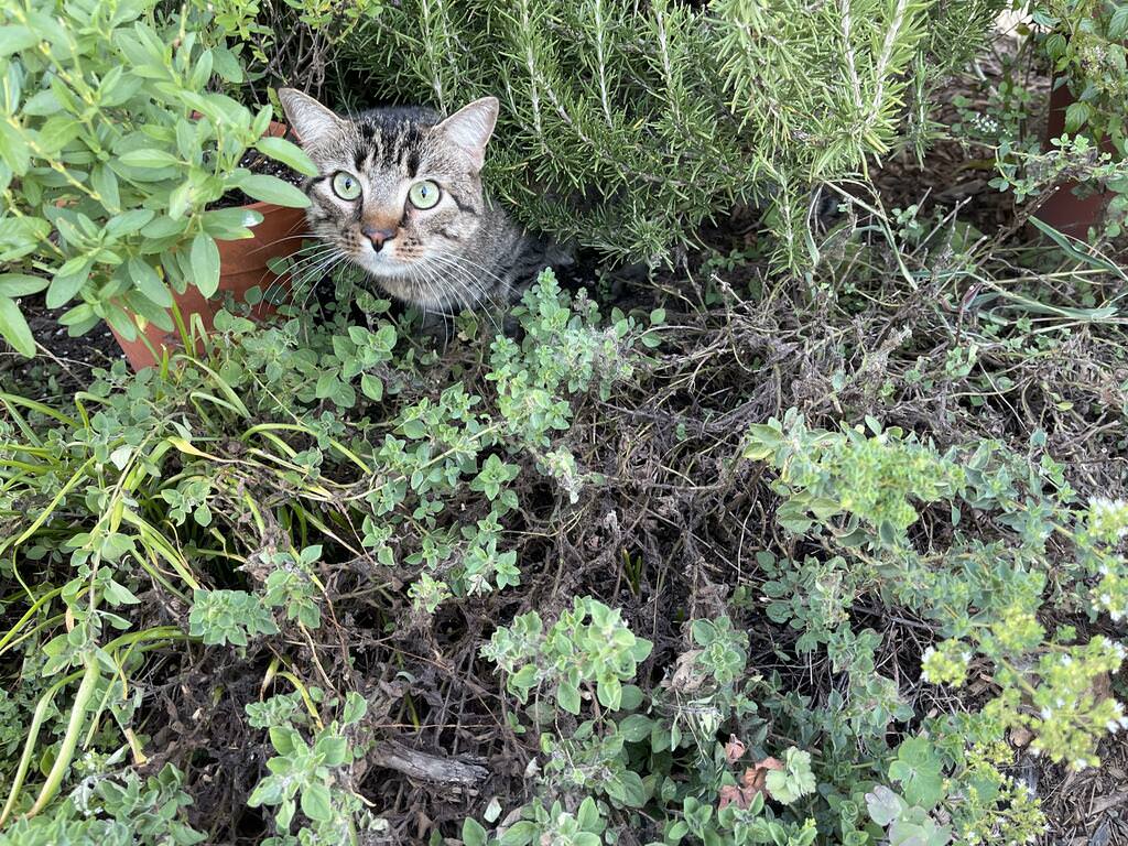 A cat peeking out from a dense patch of green herbs and plants