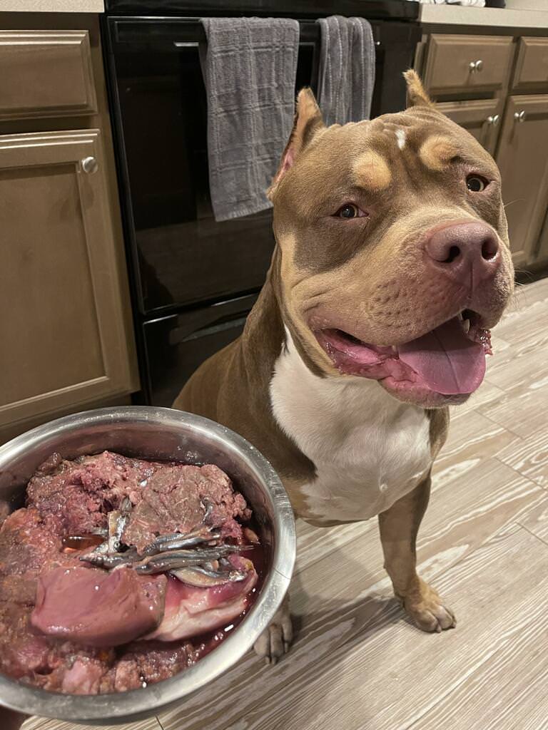 A pitbull next to his raw food meal