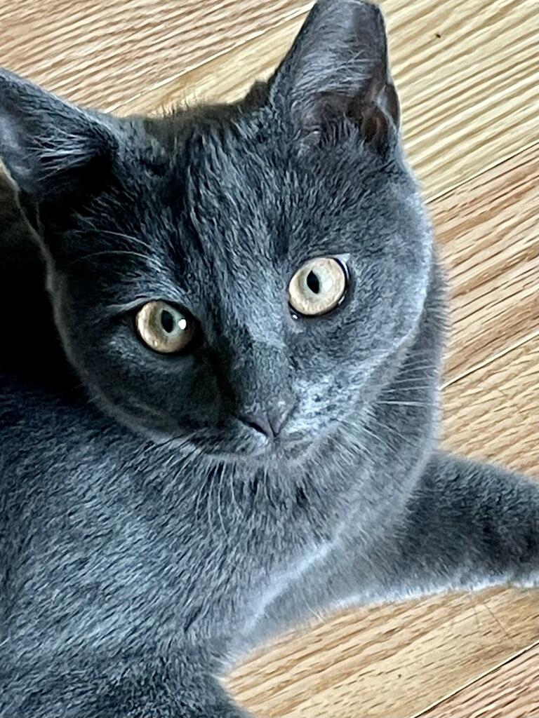 Close-up image of a gray cat