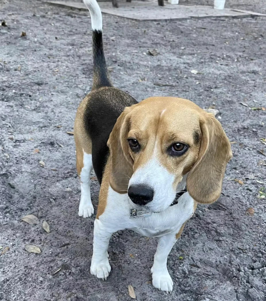 Photo of a beagle dog