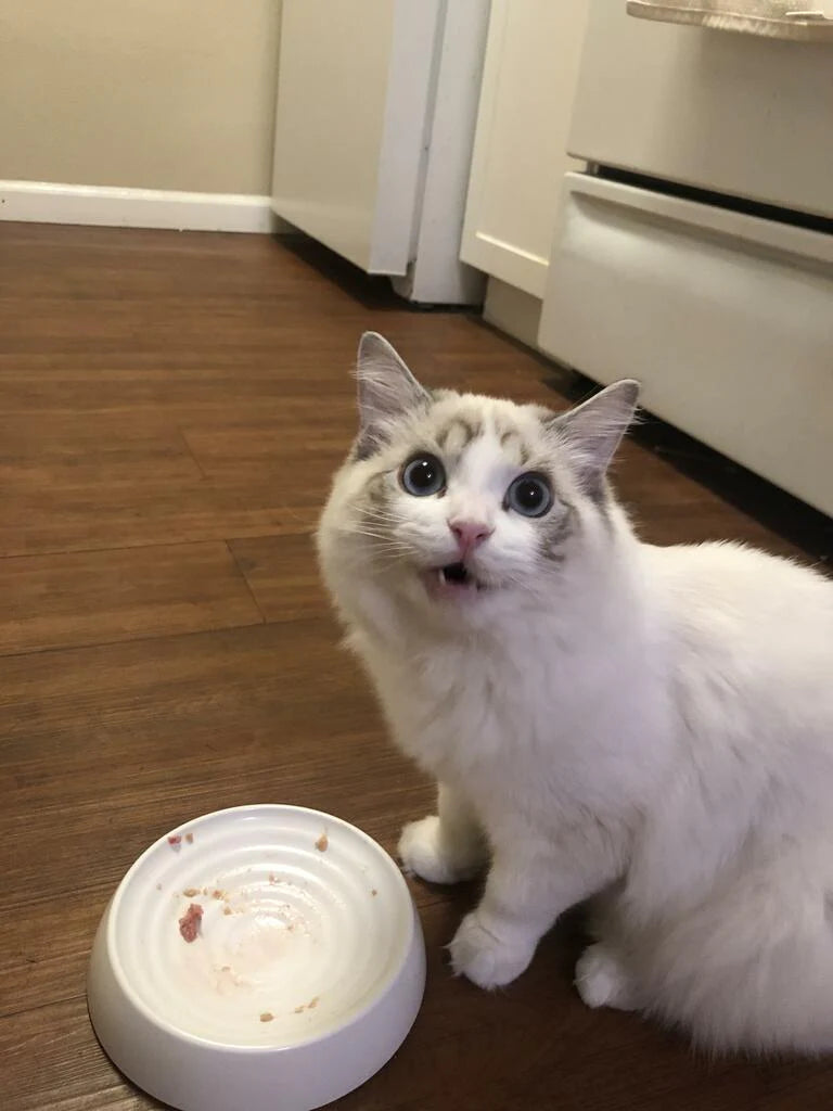 A cat gazing up from an empty food bowl