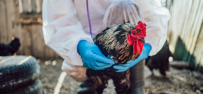 Chicken being examined