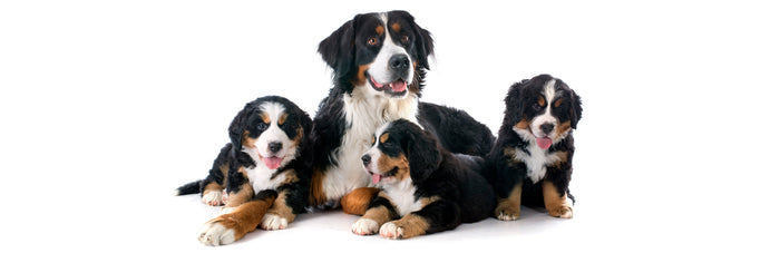 Mama dog and her puppies