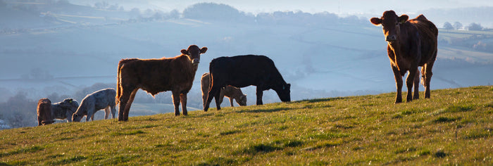 Cows on pasture